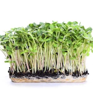 iphone with wireless device