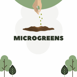 Microgreens