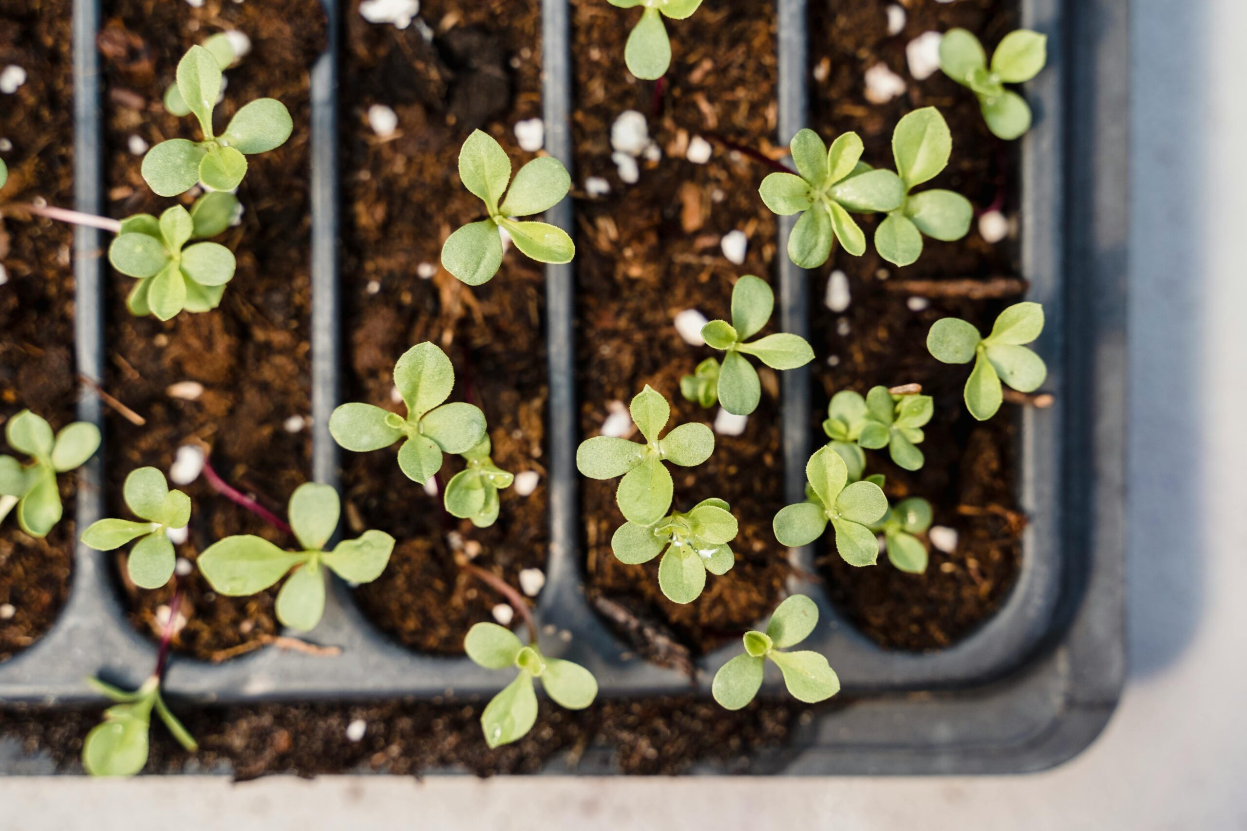 Detailed view of young seedlings growing in a tray, showcasing plant growth.