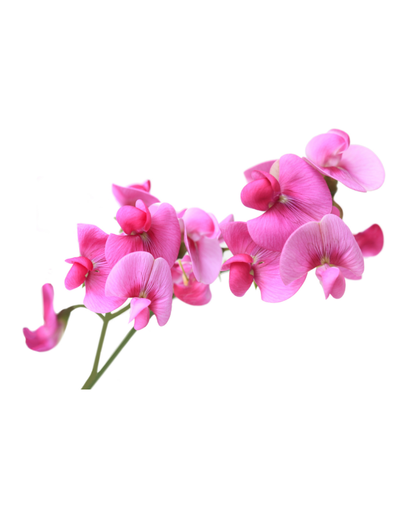 sweet pea bijou mixed 1